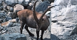 Steinbock