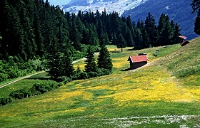 blühende Alm
